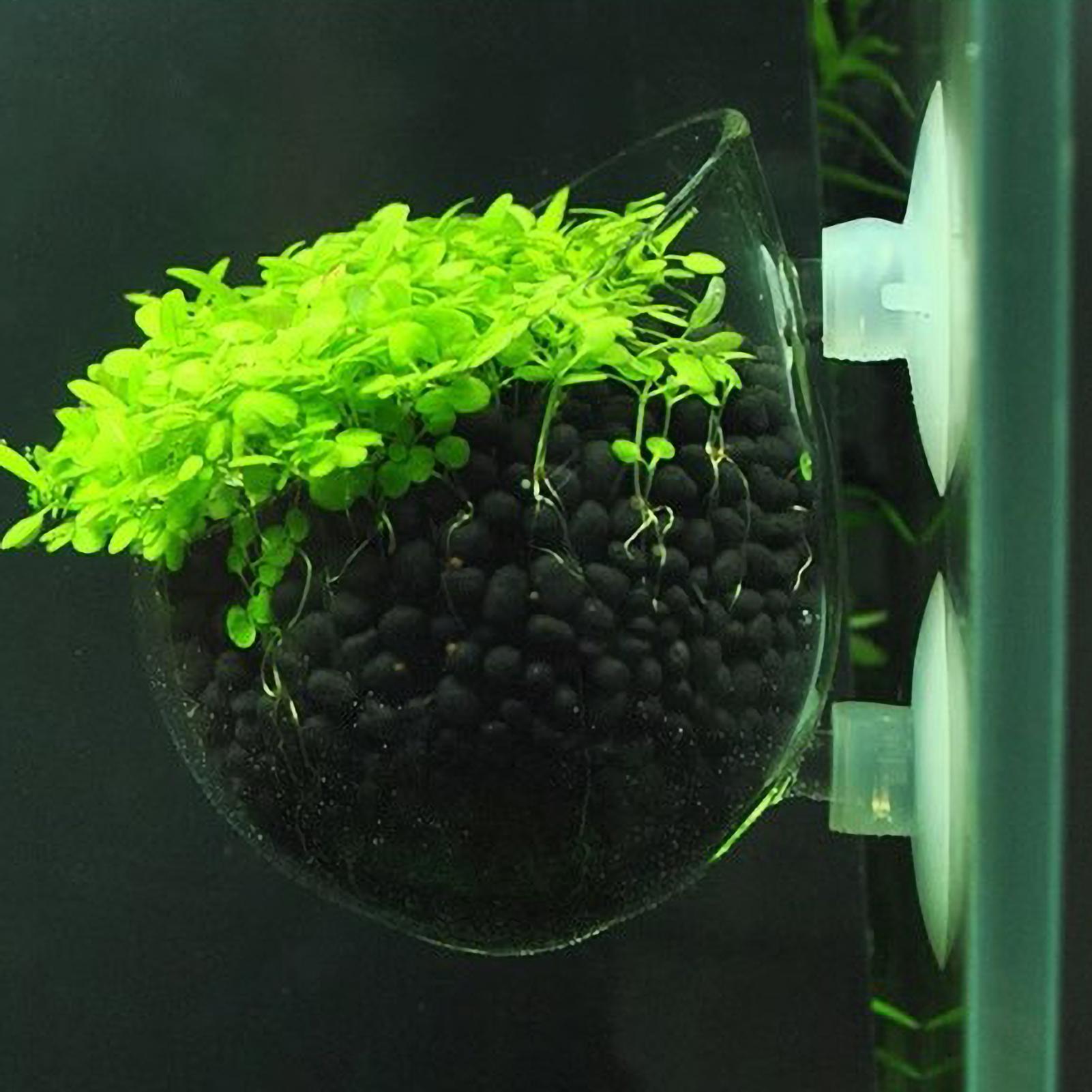Terrarium Glass Bottle - 水槽用植物ホルダー ガラス製水草ポット 吸盤付き 生きた植物 魚タンクホルダー 水草プランター