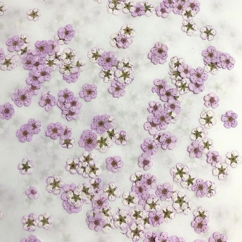 Dried Flower Bouquet - 押し花ミニ水仙ドライフラワー小梅の花ネイルDIYドリップグルー携帯ケース写真顔用デカール素材、0.7-1cm/20個