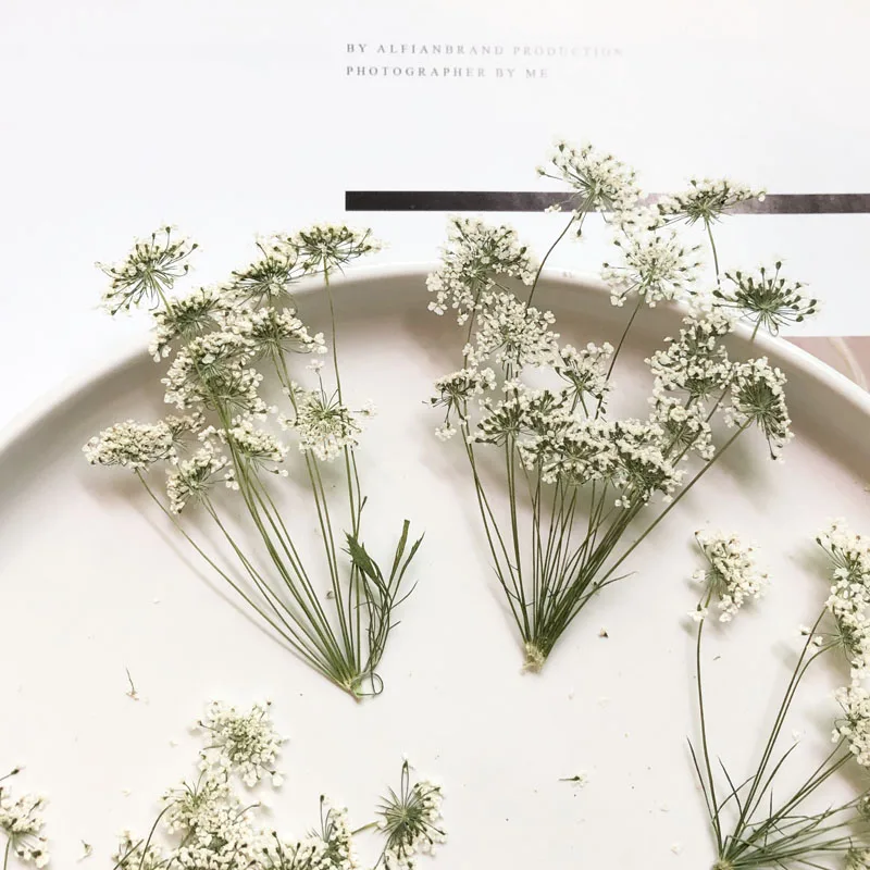 Dried Flower Bouquet - 5-7cm/12個、枝付き雪の小さな花、ドライフラワーエンボスDIY携帯電話シェル、ネイルビューティーフォトフレーム、秋の装飾