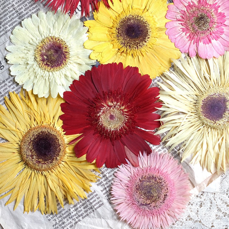 Dried Flower Bouquet - 1個/7-9cm、押し花ガーベラドライフラワー、サンシャインカラー、ドライフラワー、DIYクラフトステッカー、レジン、スマホケース、手作りデコレーション素材
