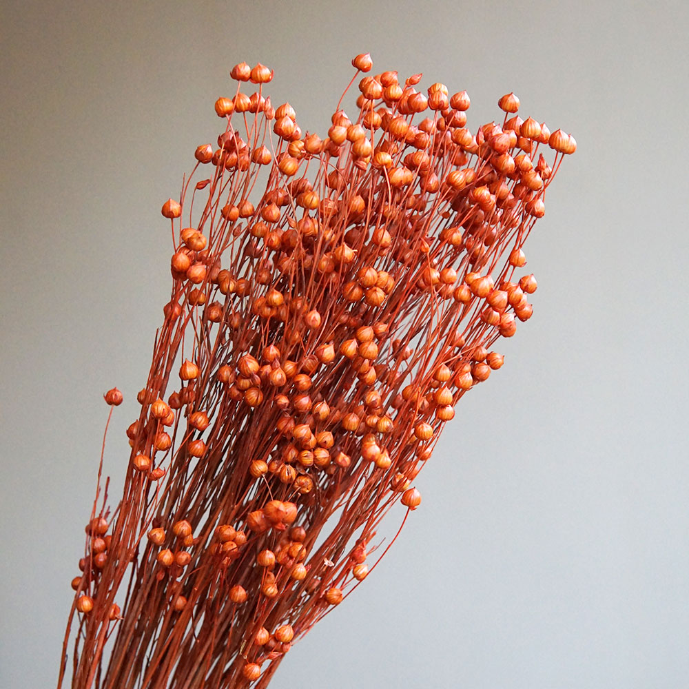 35g/保存されたオルモシア・ホシエ天然本物の花カラフルな乾 - Dried Flower Bouquet のレビューと価格