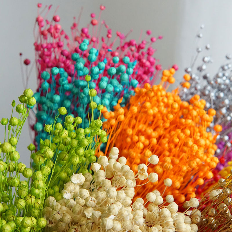 35g/保存されたオルモシア・ホシエ天然本物の花カラフルな乾 - Dried Flower Bouquet のレビューと価格