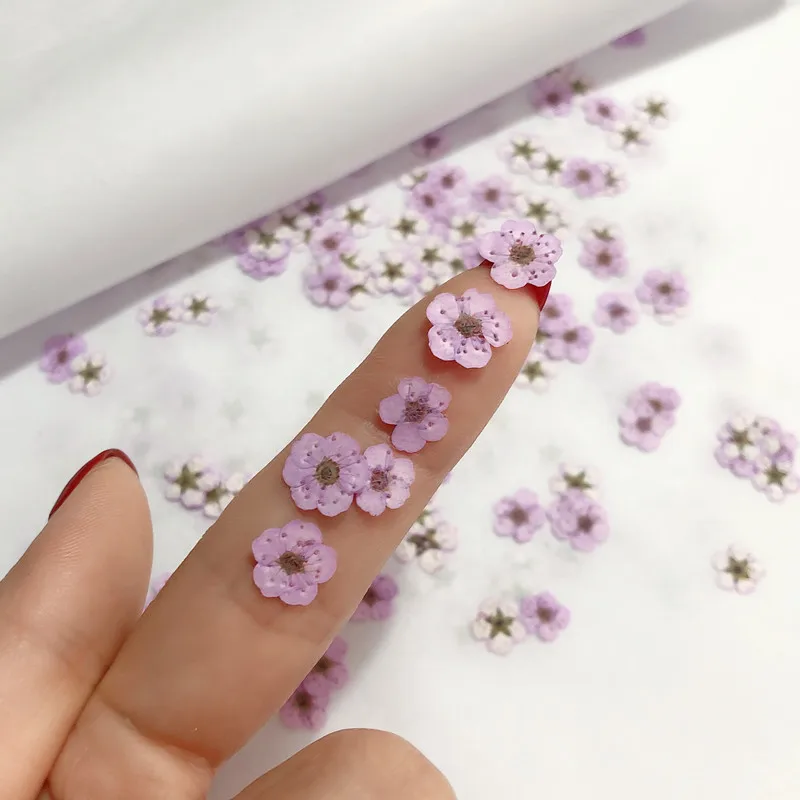 押し花ミニ水仙ドライフラワー小梅の花ネイルDIYドリップグル - Dried Flower Bouquet のレビューと価格