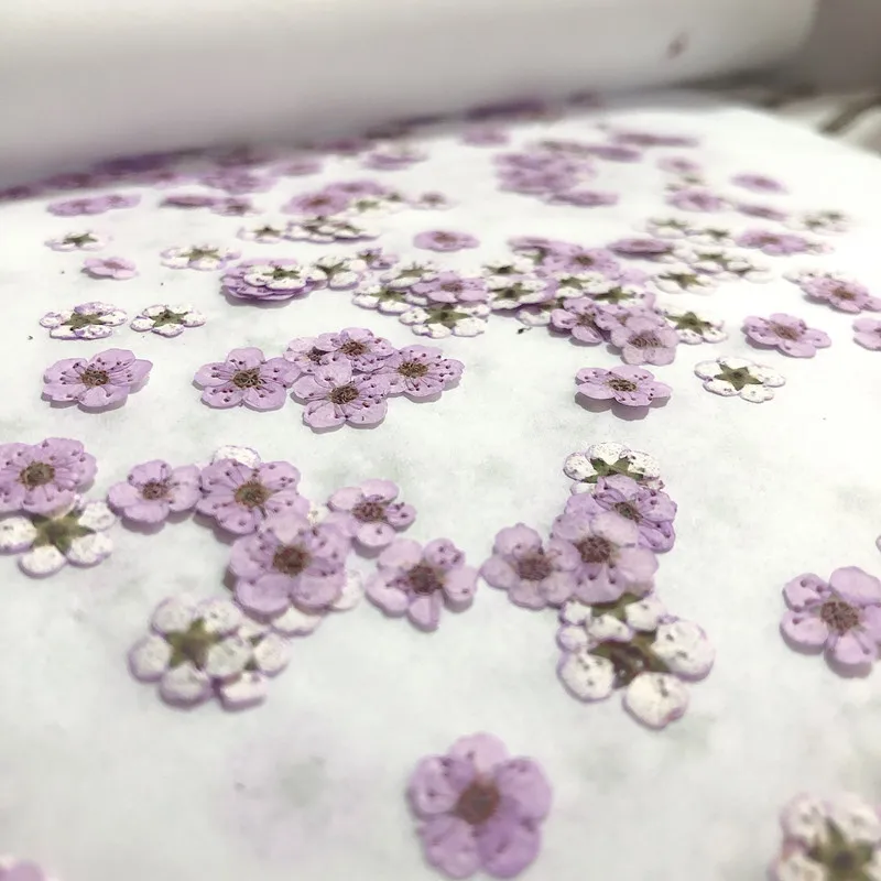 押し花ミニ水仙ドライフラワー小梅の花ネイルDIYドリップグル - Dried Flower Bouquet のレビューと価格