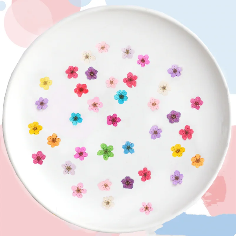 押し花ミニ水仙ドライフラワー小梅の花ネイルDIYドリップグル - Dried Flower Bouquet のレビューと価格