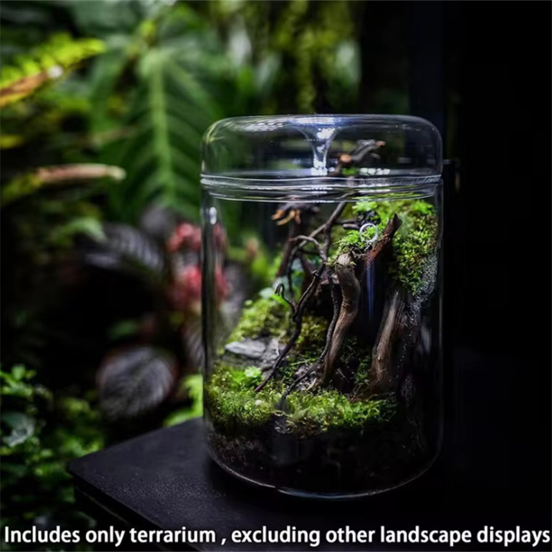 多肉植物の苔の風景ガラステラリウム、家の装飾、ガラス瓶、創造 - Terrarium Glass Bottle のレビューと価格