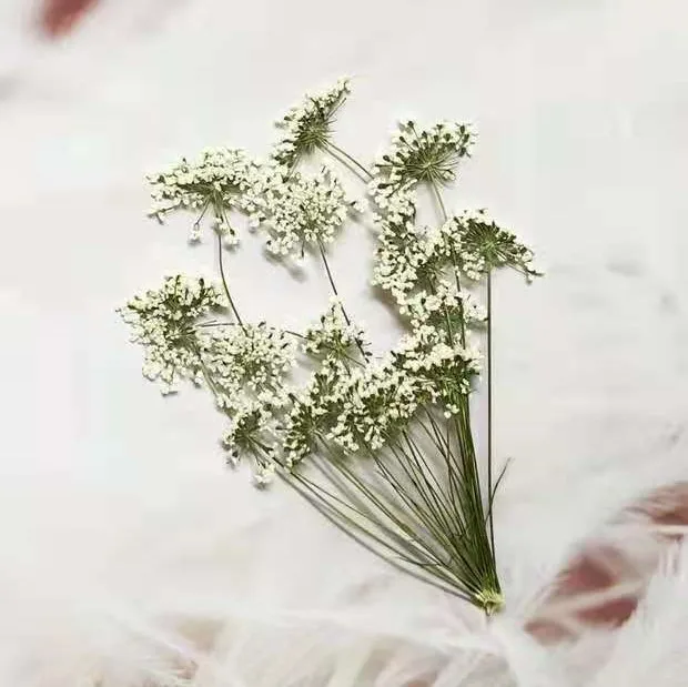 5-7cm/12個、枝付き雪の小さな花、ドライフラワーエンボ - Dried Flower Bouquet のレビューと価格