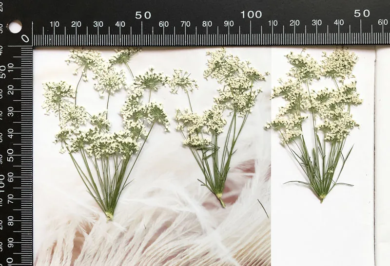 5-7cm/12個、枝付き雪の小さな花、ドライフラワーエンボ - Dried Flower Bouquet のレビューと価格