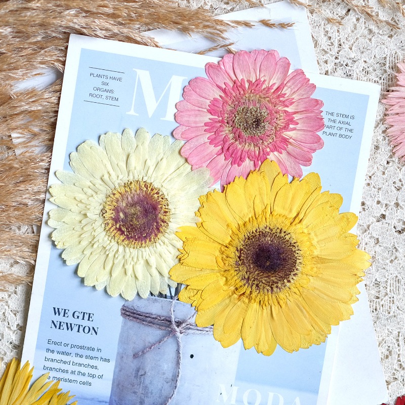 1個/7-9cm、押し花ガーベラドライフラワー、サンシャイン - Dried Flower Bouquet のレビューと価格