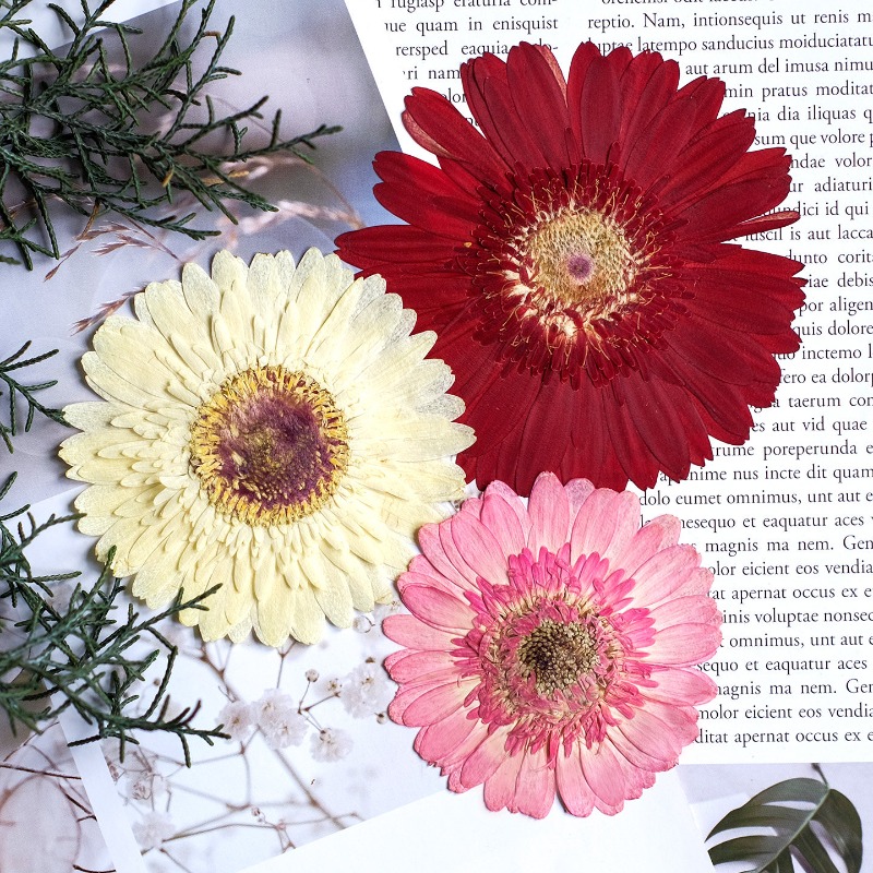1個/7-9cm、押し花ガーベラドライフラワー、サンシャイン - Dried Flower Bouquet のレビューと価格