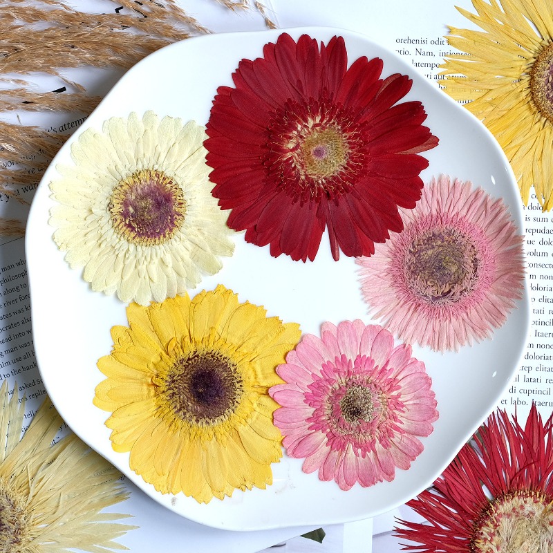 1個/7-9cm、押し花ガーベラドライフラワー、サンシャイン - Dried Flower Bouquet のレビューと価格