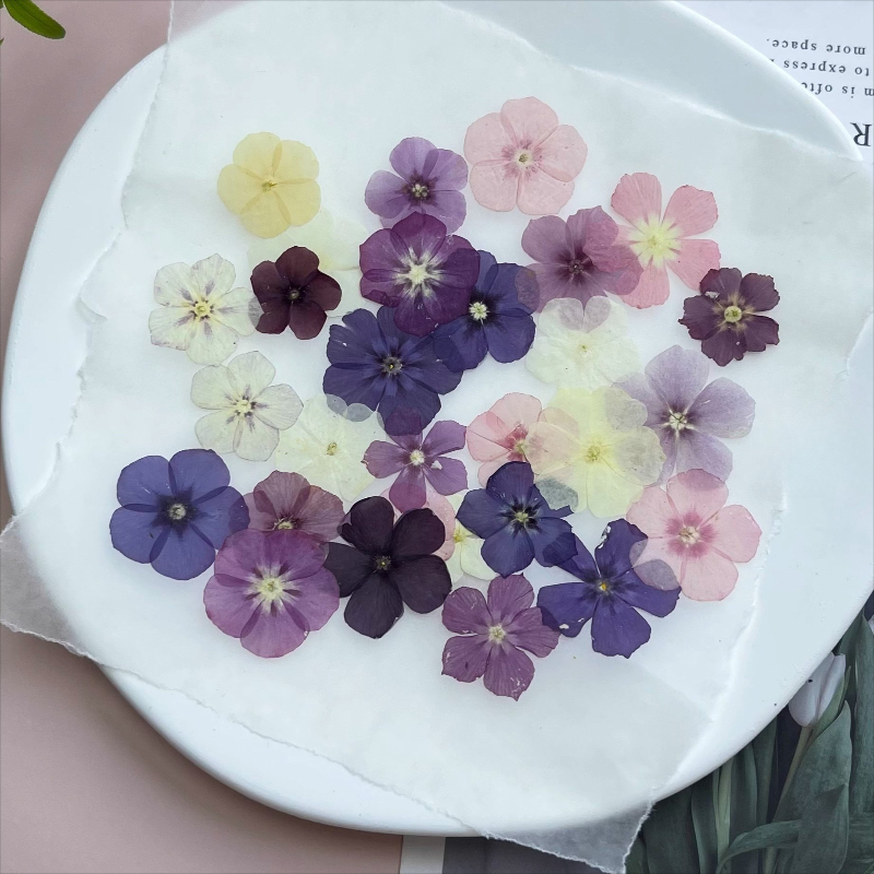12個、半透明ニッチフロックス押し花 - 写真フレーム/樹脂 - Dried Flower Bouquet のレビューと価格