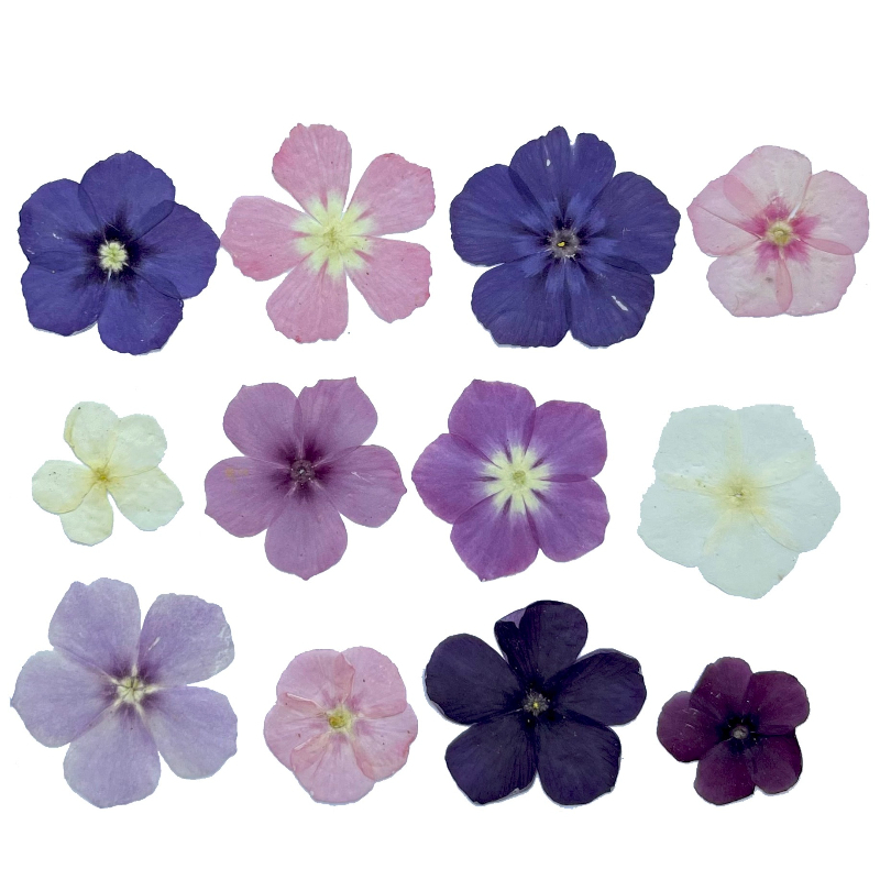 12個、半透明ニッチフロックス押し花 - 写真フレーム/樹脂 - Dried Flower Bouquet のレビューと価格